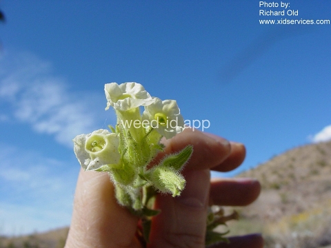 tobacco, desert